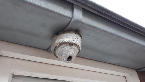 small wasp nest above window the wasp specialist